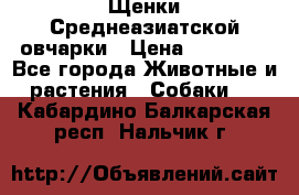 Щенки Среднеазиатской овчарки › Цена ­ 30 000 - Все города Животные и растения » Собаки   . Кабардино-Балкарская респ.,Нальчик г.